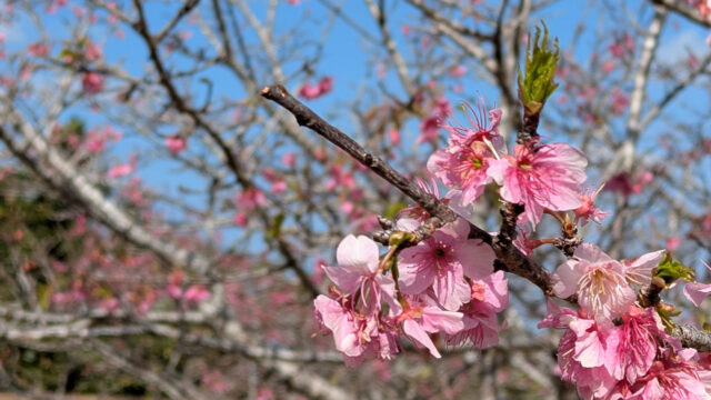 沖縄移住で失敗しないために